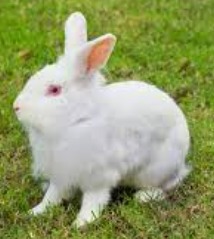 Amor aos animais