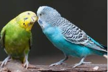 Amor aos animais